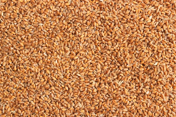 天然原麦种子背景 免版税图库照片