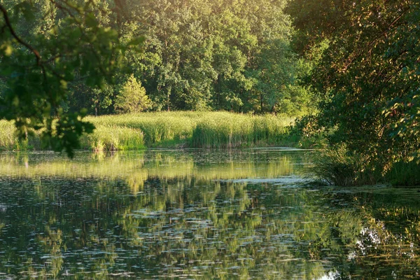 夏天的自然 森林里有宁静的池塘湖 图库图片