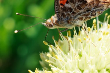 Soğan pullarının üzerinde güzel kelebek Nymphalis xanthomelas ile Macro fotoğrafı