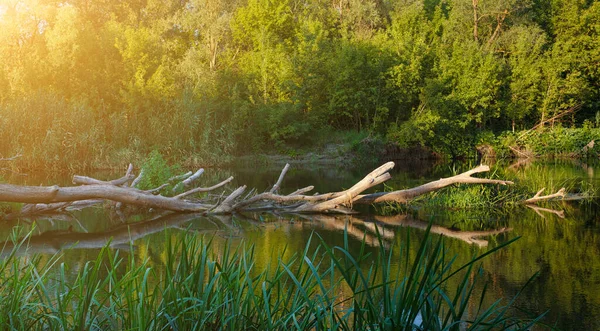 Sommar Natur Panorama Med Gamla Torra Träd Floden Och Solljus — Stockfoto