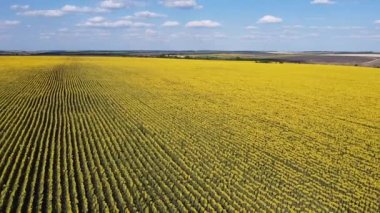 Havadan bakıldığında yaz ayçiçeği tarlası