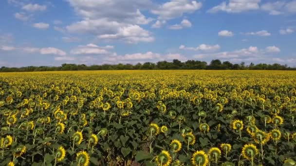 Voo Suave Acima Campo Girassóis Amarelo Com Céu Azul Nuvens — Vídeo de Stock
