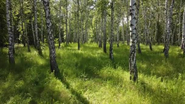 Floresta Bétula Temporada Verão Movimento Suave Drones Através Natureza Cênica — Vídeo de Stock