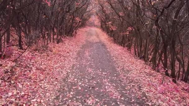 Podzimní Let Uličkou Nádhernými Růžovými Keři Listí — Stock video