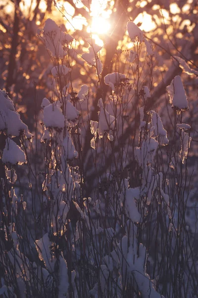 Kış Doğası Gün Batımlı Çalılar Kuru Ağaç Dallarından Gelen Alacakaranlık — Stok fotoğraf