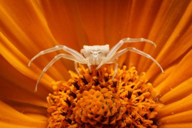 Turuncu taç yapraklı yengeç örümceği (Misumena vatia). Gerbera 'nın içinde böcek avlayan küçük böceklerin makro fotoğrafçılığı ve agresif koruma pozu. Avrupa bahçesinde vahşi yaşam.