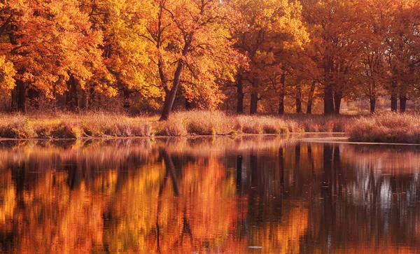 Eichenwäldpanorama Mit Spiegelung Seewasser Herbstzeit Mit Gelben Und Orangen Farben — Stockfoto