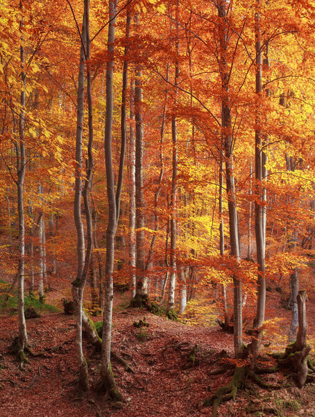 Beech forest in autumn. Yellow leaves of trees on hills.