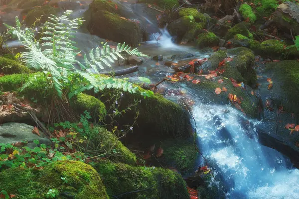 Горный Ручей Холодной Воды Папоротником Крупным Планом Осенний Природный Поток — стоковое фото