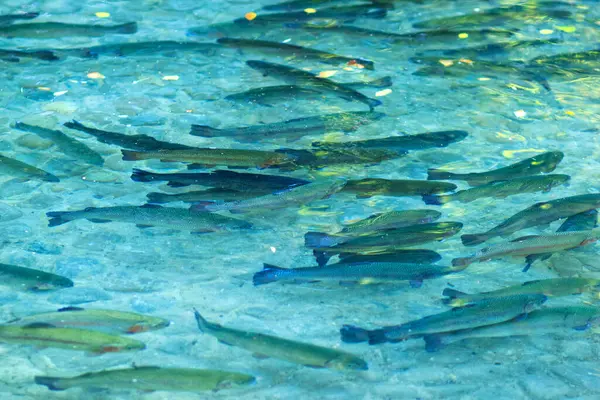 人工池塘里成群的虹鳟鱼 在公园或水产养殖场的室外清洁水中种植鱼类 图库照片