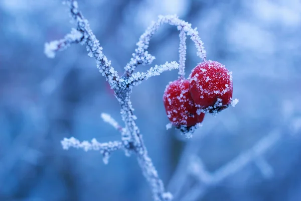 冬日冰冻山楂枝上结冰的浆果 免版税图库图片