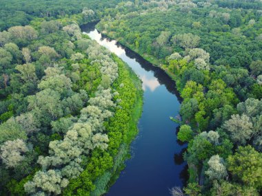 Nehir kenarlarında yeşil orman olan havadan nehir manzarası. Su kıvrımlı yaz manzarası doğada.
