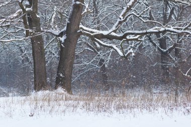 Ağaçları ve dalları karla kaplı manzaralı kış parkı..