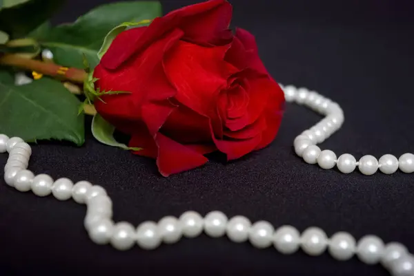 Romántica Flor Rosa Con Collar Perlas Sobre Fondo Oscuro Fotos De Stock