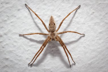 Avrupa evcil örümceği Tegenaria. Evin duvarında korkunç gölgesi olan ürkütücü böceğin makro fotoğrafı..