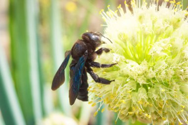 Büyük siyah arı Xylocopa valga soğan çiçeğinden polenleri toplar. Bahçedeki güneş ışığıyla vahşi ahşap arı, makro fotoğraf.