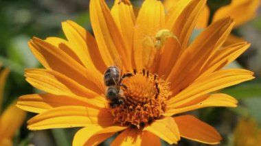Altın Çubuk Yengeç Örümceği Gerbera çiçeğine arı takmayı başaramadı. Böceklerin vahşi yaşamı üzerine makro görüş.