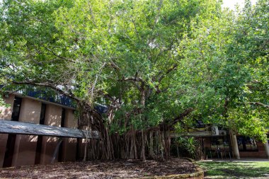 Bilgi Ağacı, Ficus, Ficus virens cinsi bir Banyan incir ağacıdır. Larrakia Aborjinleri tarafından Galamarrma olarak bilinir.  