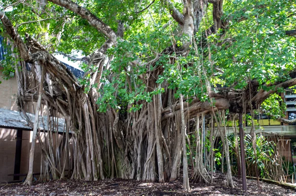 知识之树 Tree Knowledge 是一种Banyan无花果树 属Ficus Ficus Virens 被Larrakia原住民称为Galamarrma — 图库照片