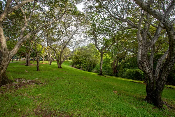 Bihundraåriga Parken Även Kallad Esplanaden Stor Park Belägen Darwins Centrum — Stockfoto