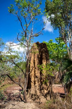 Litchfield Katedrali Termiti (Nasutitermes triodiae) Höyükler, açık savana ormanlarında inşa edilmiştir.