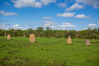 Litchfield Manyetik Termit (Amitermes meridionalis) tepecikleri, ince kenarları kuzeyi-güneyi gösteren devasa manyetik pusulalar