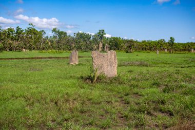 Litchfield Manyetik Termit (Amitermes meridionalis) tepecikleri, ince kenarları kuzeyi-güneyi gösteren devasa manyetik pusulalar