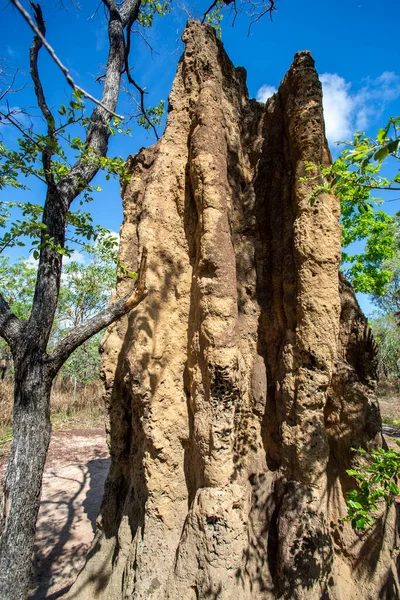 Litchfield Cathedral Termite Nasutitermes Triodiae Mounds Byggd Öppen Savann Skog — Stockfoto