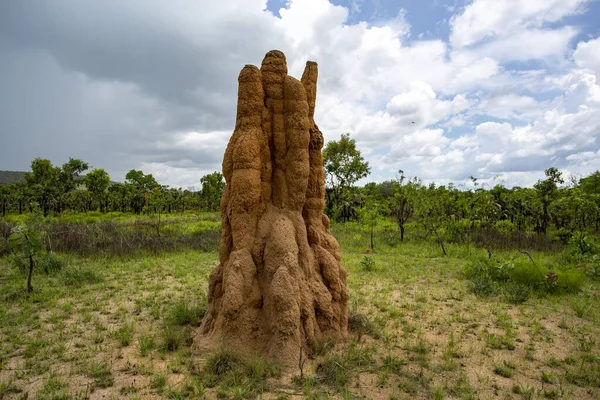 Litchfield Cathedral Termite Nasutitermes Triodiae Montes Construidos Bosques Abiertos Sabana — Foto de Stock