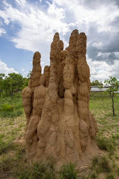 Litchfield Cathedral Termite Nasutitermes Triodiae Montes Construidos Bosques Abiertos Sabana — Foto de Stock