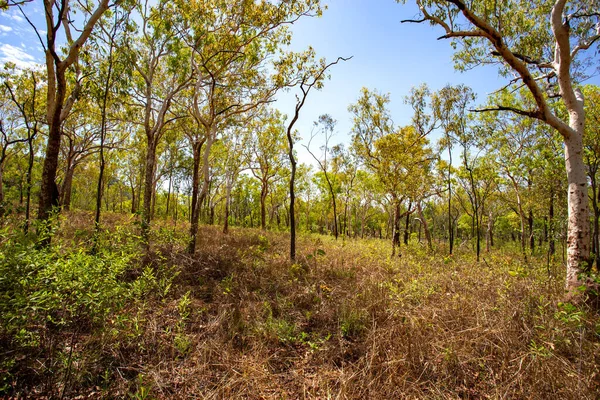 Κυρίαρχη Βλάστηση Είναι Αειθαλή Δέντρα Όπως Φλοιός Του Δαρβίνου Eucalyptus — Φωτογραφία Αρχείου