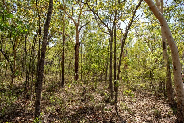 Den Dominerande Vegetationen Vintergröna Träd Såsom Darwin Stringbark Eucalyptus Tetrodonta — Stockfoto