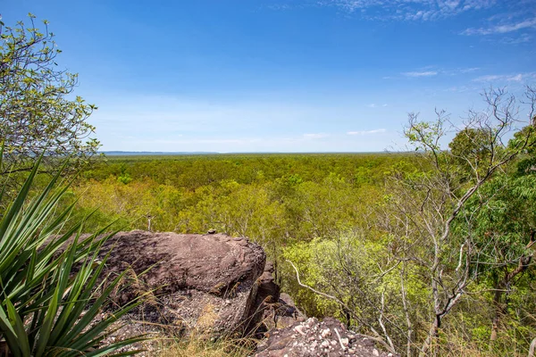 Vegetación Predominante Son Los Árboles Siempreverdes Como Corteza Cuerda Darwin —  Fotos de Stock
