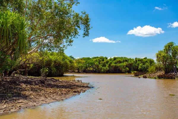 Blisko Zbiegu Żółtego Billabonga Rzeki Południowy Aligator Kakadu Terytorium Północne — Zdjęcie stockowe