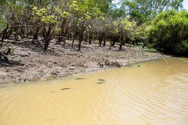 Vista Una Bandada Patos Silbantes Borde Del Billabong Agua Amarilla — Foto de Stock