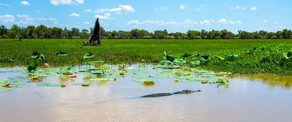 Vista Gran Cocodrilo Agua Salada Crocodylus Porosus Descansando Superficie Yellow — Foto de Stock