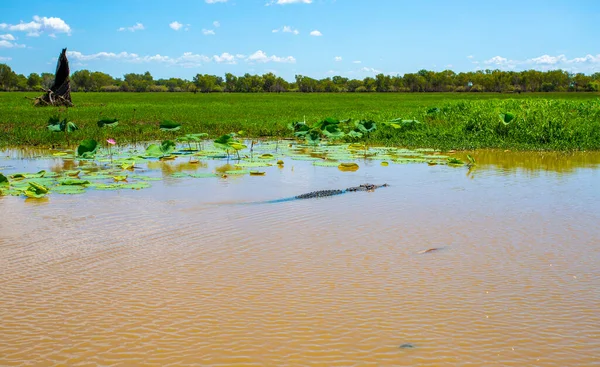 Widok Dużego Krokodyla Słonowodnego Crocodylus Porosus Spoczywa Powierzchni Żółtej Wody — Zdjęcie stockowe