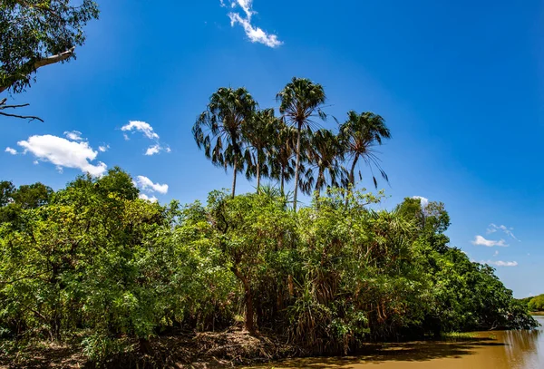 Utsikt Över Monsunskogen Längs Stranden South Alligator River Kakadu Norra — Stockfoto