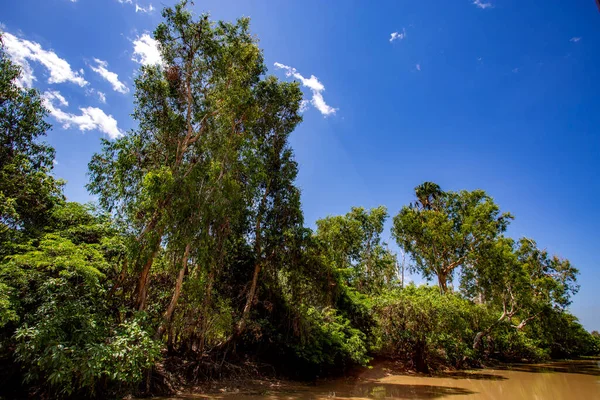 Widok Las Monsunowy Wzdłuż Brzegów Rzeki South Alligator Kakadu Terytorium — Zdjęcie stockowe