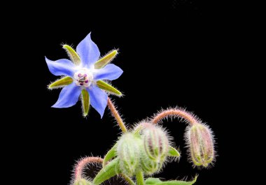 Borage starflower (Borago officinalis), Akdeniz bölgesinde yetişen Boraginaceae familyasından yıllık bir bitki türü..