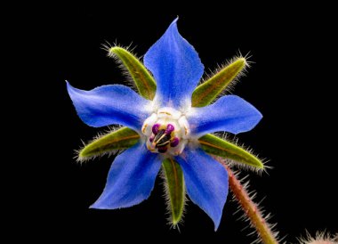 Borage starflower (Borago officinalis), Akdeniz bölgesinde yetişen Boraginaceae familyasından yıllık bir bitki türü..