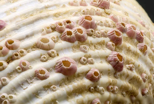 Kagylók Rákok Homár Ízeltlábúak Egy Típusa Stock Fotó