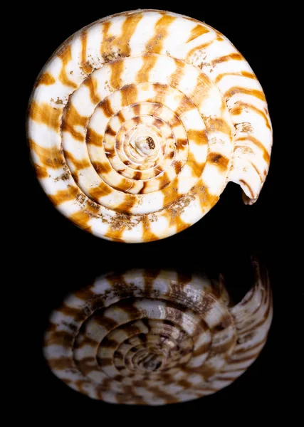 Marine Cone Snails或Cones 是海螺科的一种剧毒海螺 几乎完全分布在热带 — 图库照片