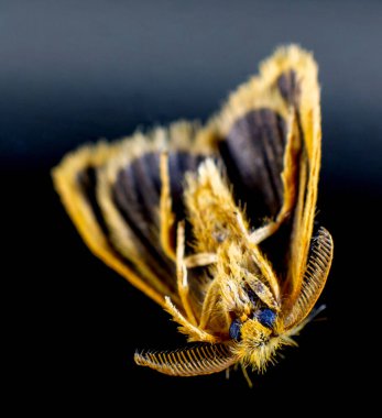 Sarı Tussock güvesinin dibi, Euproctis lutea, Lepidoptera Nişanı 'nda Brisbane bölgesinde, Queensland, Avustralya' da bulunan Lymantriidae familyasının tüylü sarı güvesi.