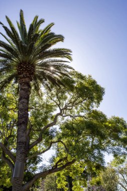 Toowoomba Queens Park ve Botanik Bahçeleri, 1870 yılında Toowoomba 'da botanik ve botanik araştırmaları için kurulan bir botanik bahçesi..