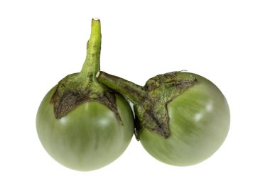 Tayland 'ın beyaz patlıcan bölümü, Solanum melongena, tohumları krem renkli iç etlerde gösteriyor..