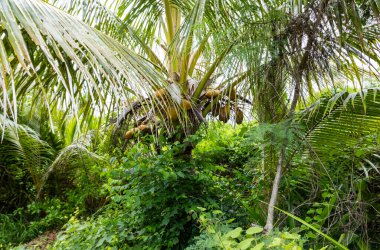 Vanuatu 'daki Gizem Adası' nın panoramik manzarası