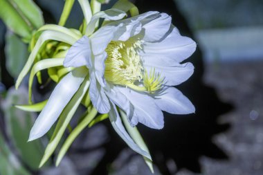 Pitaya ya da Pitahaya olarak da bilinen Ejderha Meyvesi, büyük beyaz ve sarı gece çiçeğidir.