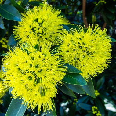 Altın Penda (Xanthostemon chrysanthus), Avustralya 'nın Queensland şehrinde yetişen bir bitki türü. 