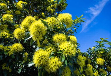 Altın Penda (Xanthostemon chrysanthus), Avustralya 'nın Queensland şehrinde yetişen bir bitki türü. 